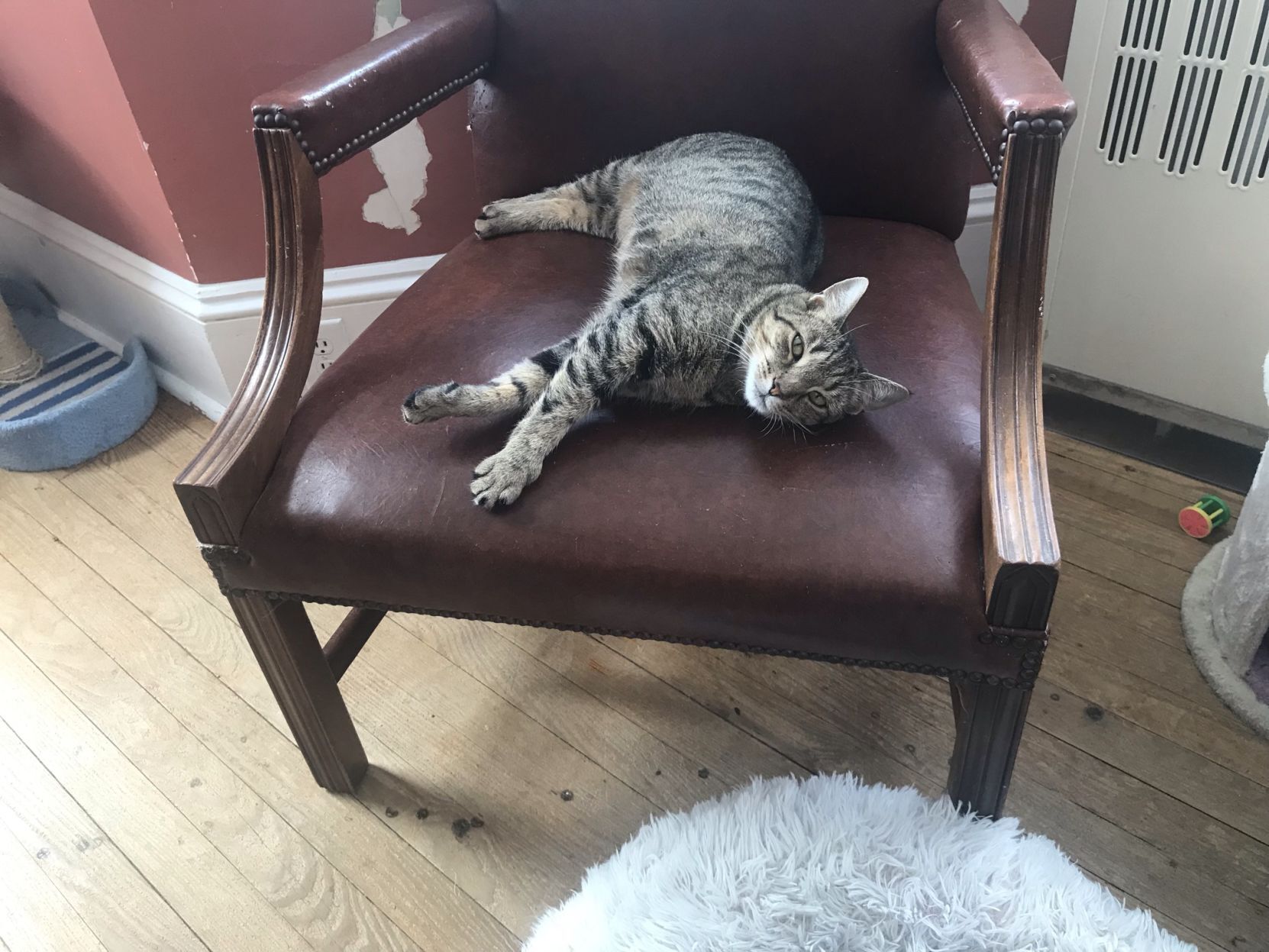 cat cafe